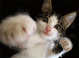 Gifs Animados de Gatos - Imagenes Animadas de Gatos