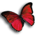 Gifs Animados de Mariposas - Imagenes Animadas de Mariposas
