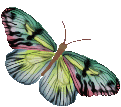 Gifs Animados de Mariposas - Imagenes Animadas de Mariposas